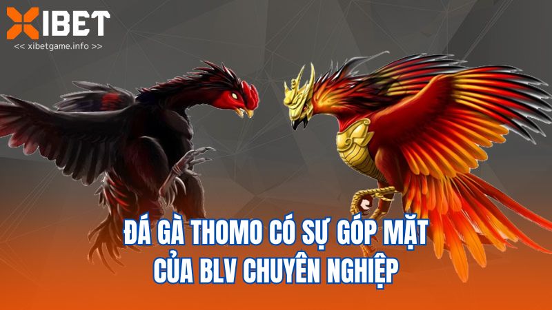 Đá gà Thomo có sự góp mặt của blv chuyên nghiệp